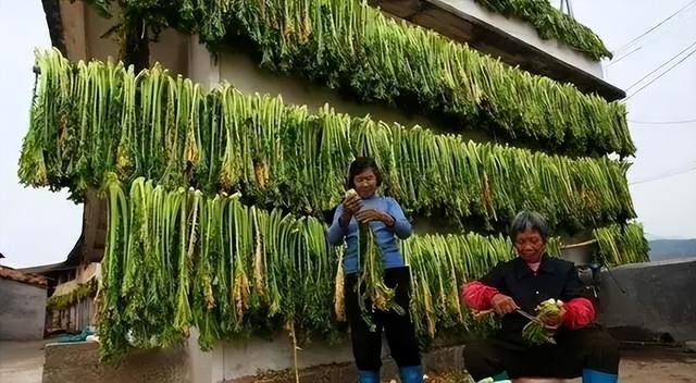 自毁长城的“土坑酸菜”，13万菜农如何自救？