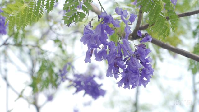 「高清图集」立夏丨遇见最美广州 莫负时光与梦想