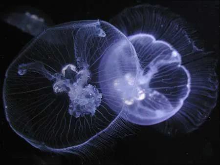 水母图片