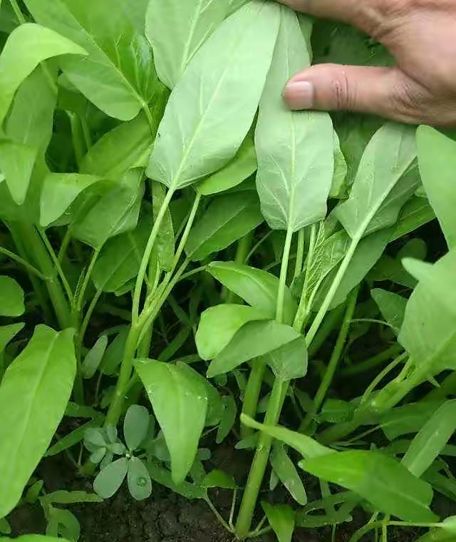 空心菜种植 空心菜种植（空心菜种植技术） 生活