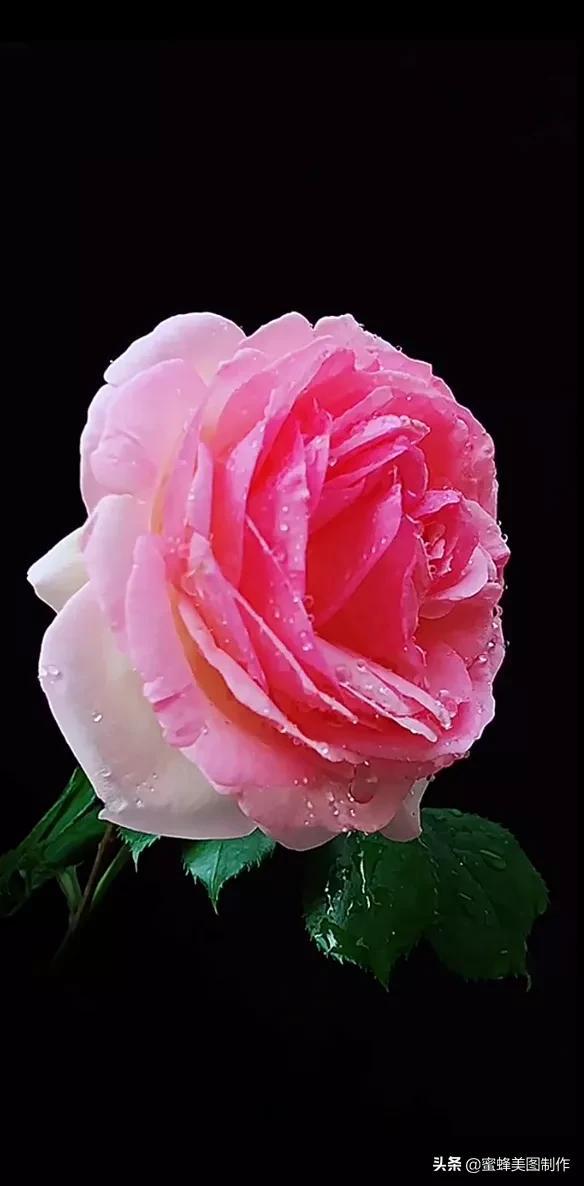 鲜花，因盛开而芬芳，因走过而醉人