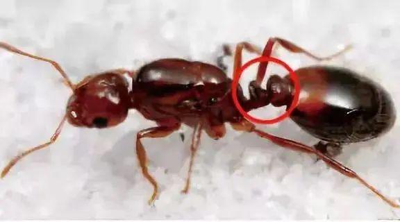 千万别碰！严重可致人死亡