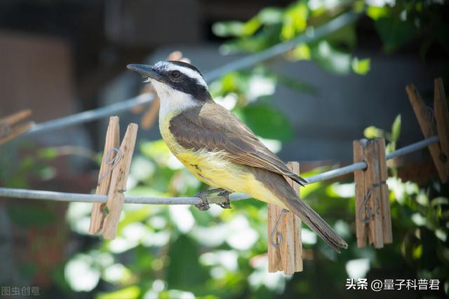 公鸡怎么叫的声音,公鸡的叫声怎么写