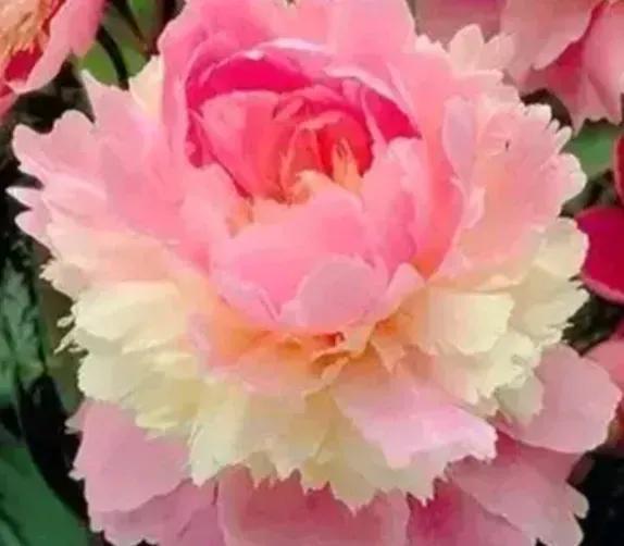 牡丹、芍药大比拼，到底谁最美
