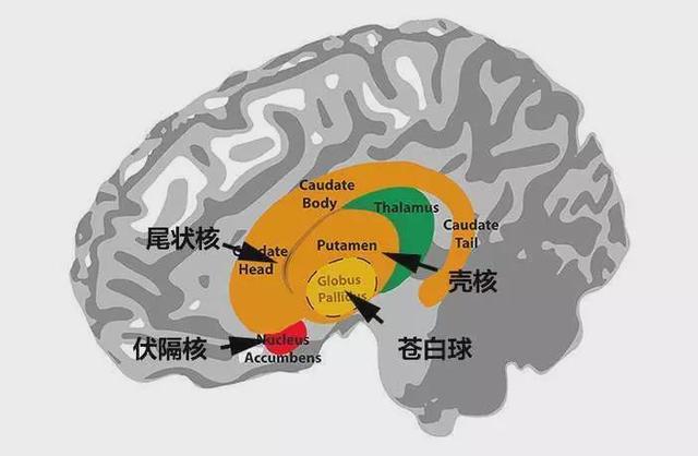 大脑演化：解剖精密神奇的大脑，让自己真正觉醒