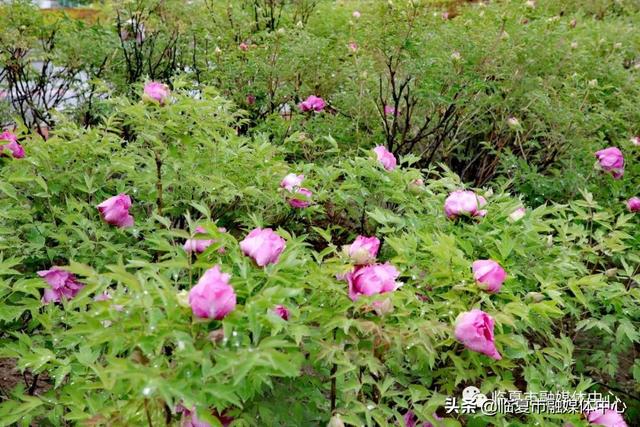 雨后河州牡丹 水珠欲滴 太美了