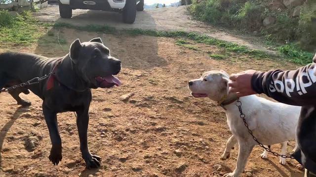 杜高犬咬死藏獒视频