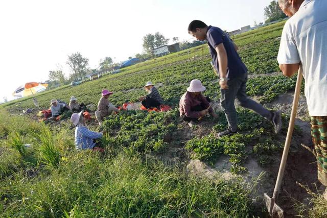 绝了！小伙返乡种18亩草莓，险些绝产，又转亏为盈年赚50万9