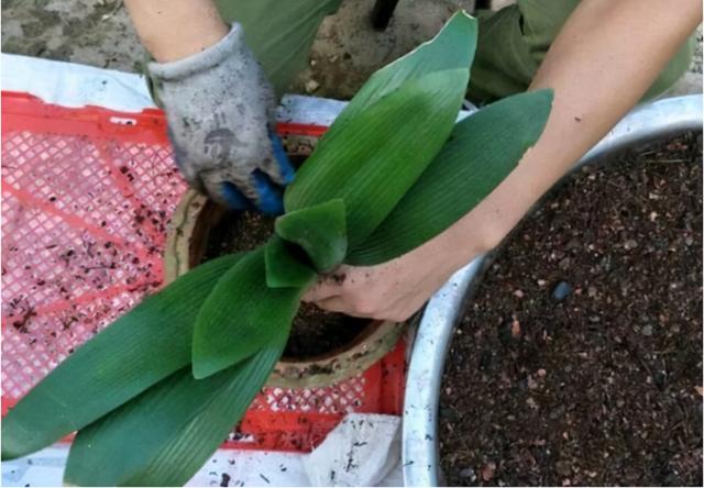 3、4月，花草出现5个“特征”，是马上“翻盆、换土”的信号