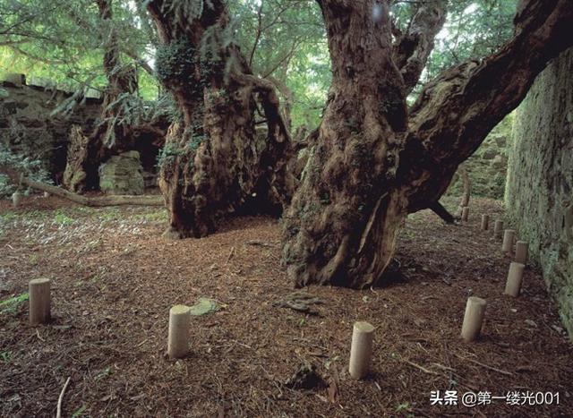 红豆杉树