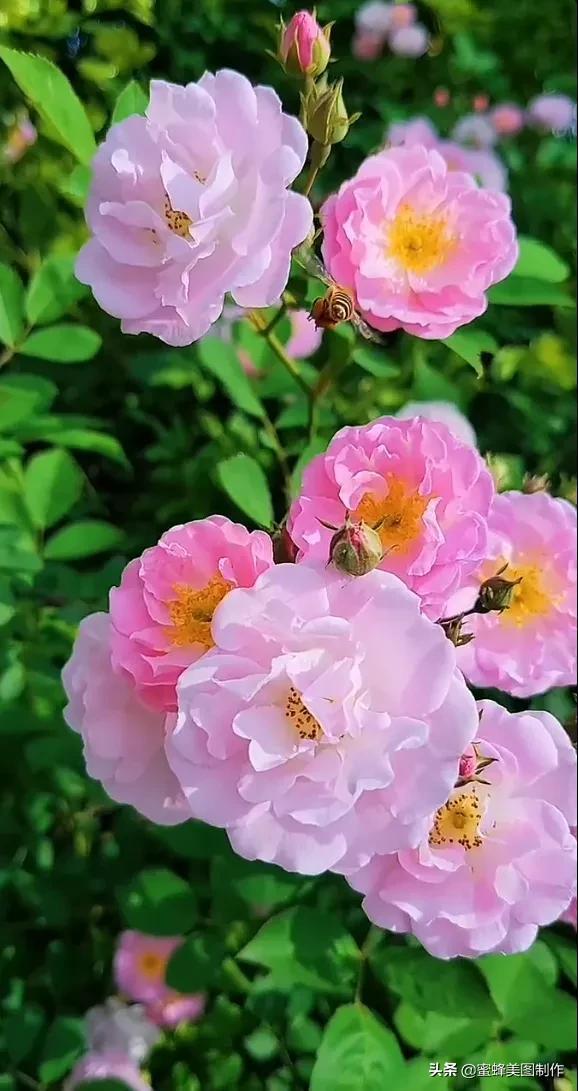 花有花的香，朵有朵的美，置身花海无所想，醉于芬芳中