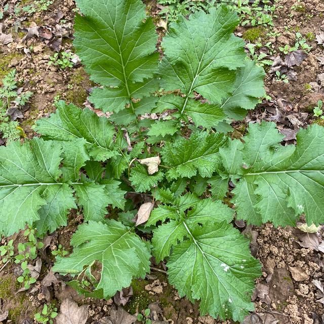 野菜有哪些