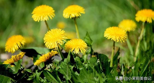 清明后，这5样野菜快老了，每样多摘点保存，一年都有“春菜”吃