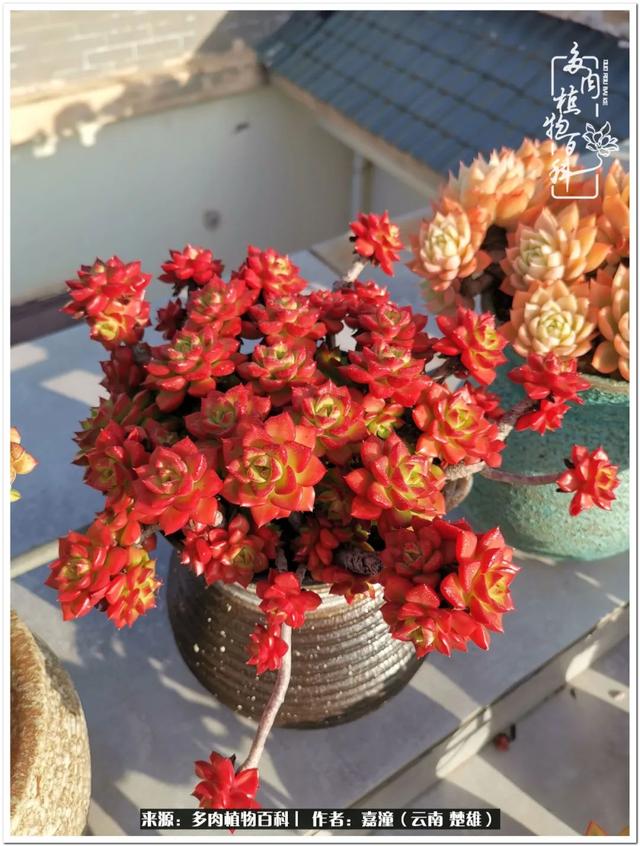 玉蝶铜芯电线价格表4平方,玉蝶铜芯线今日价格