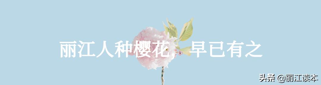 一个爷爷两个爹！丽江人，别再傻傻分不清樱花和海棠了