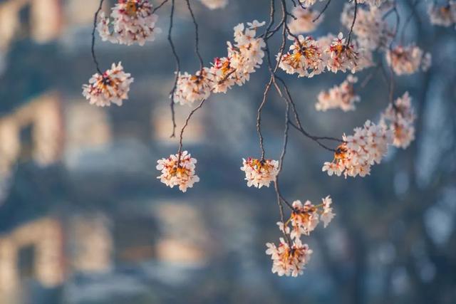 春天古诗最好的10首，春天是一首优美的诗？
