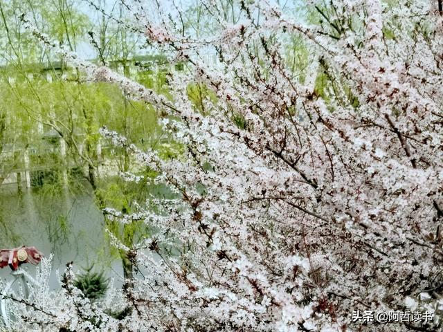 花香习习，垂柳依依，一花一世界，一树一菩提，淡妆浓抹总相宜
