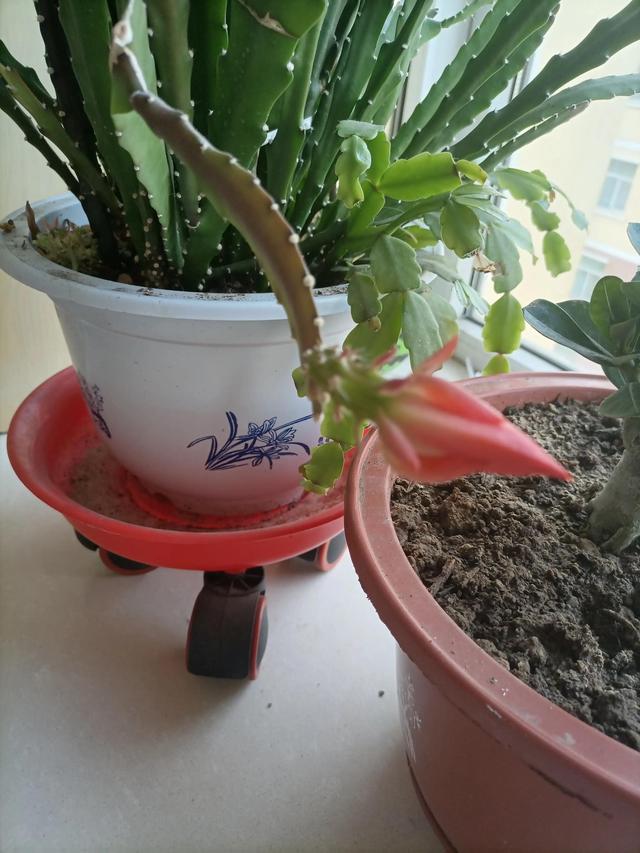 映日荷花别样红