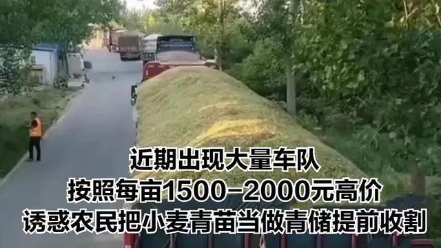 小麦青储疑云，把没熟的麦子割了怎么可能更赚钱？