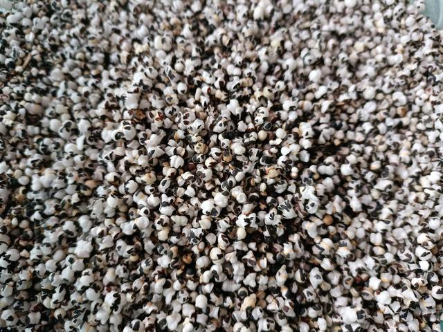 常用中药王不留行的功效与作用