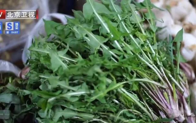 “药草皇后”蒲公英，养肝排毒，根、叶功效各不同，但5类人慎吃