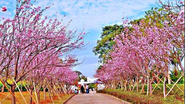 桜花