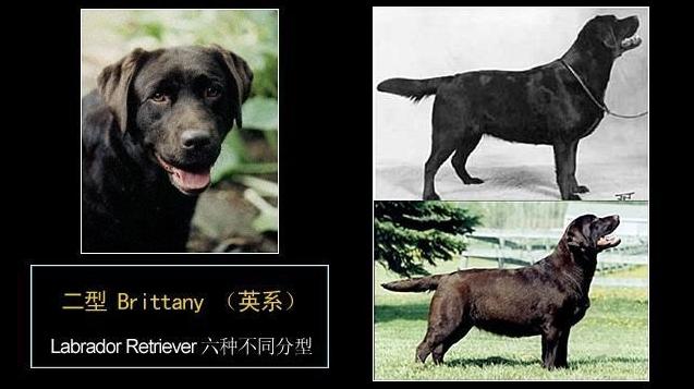 拉布拉多犬图片