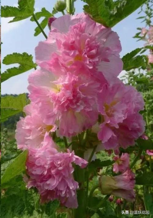 蜀葵
