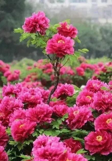 牡丹、芍药大比拼，到底谁最美