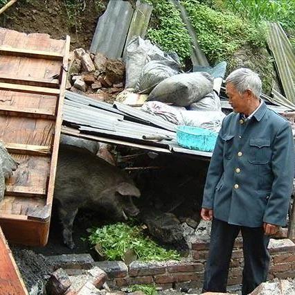 汶川地震被埋36天的猪坚强，救出后由专人饲养，它的一生有多传奇