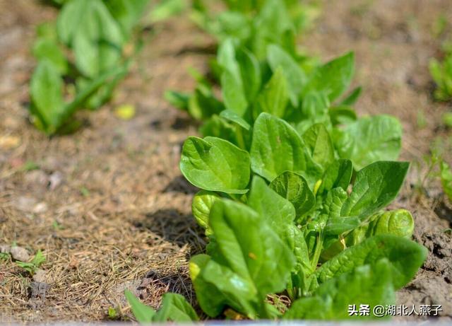 春季万物生发，记住这4种“发物”少吃，多吃6种“凉菜”，收藏
