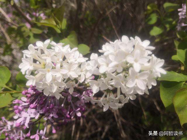 千千结里，暮春意徜徉，紫气更芬芳，丁香粉黛满城香