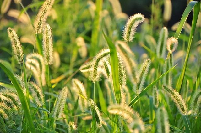 “狗尾巴草”其实是个宝，用它来煮水喝，或许能帮助改善4种问题