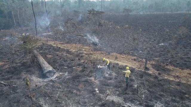中国沙漠变森林！巴西雨林恐要变草原：极端天气根源已找到？