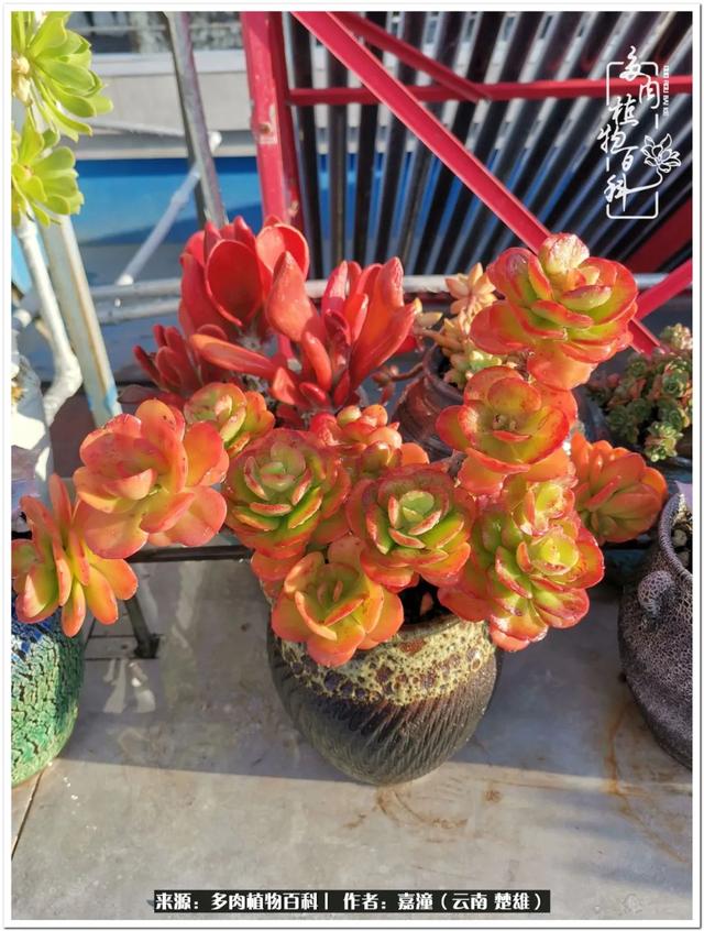 玉蝶铜芯电线价格表4平方,玉蝶铜芯线今日价格