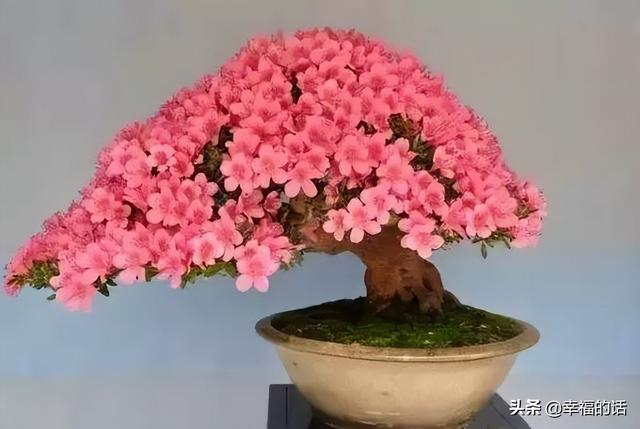 映山红开了，太漂亮了