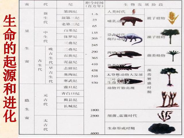 乌龟为何成了科学家们的“噩梦”？堪称进化论的“终极BUG”