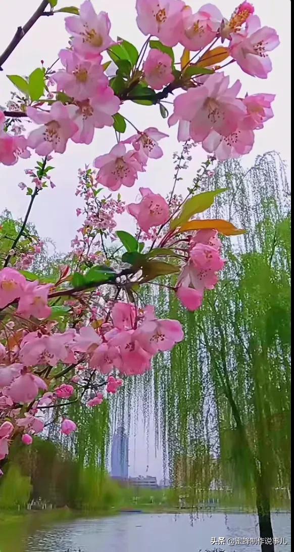 在春天等你，思念随风化作雨