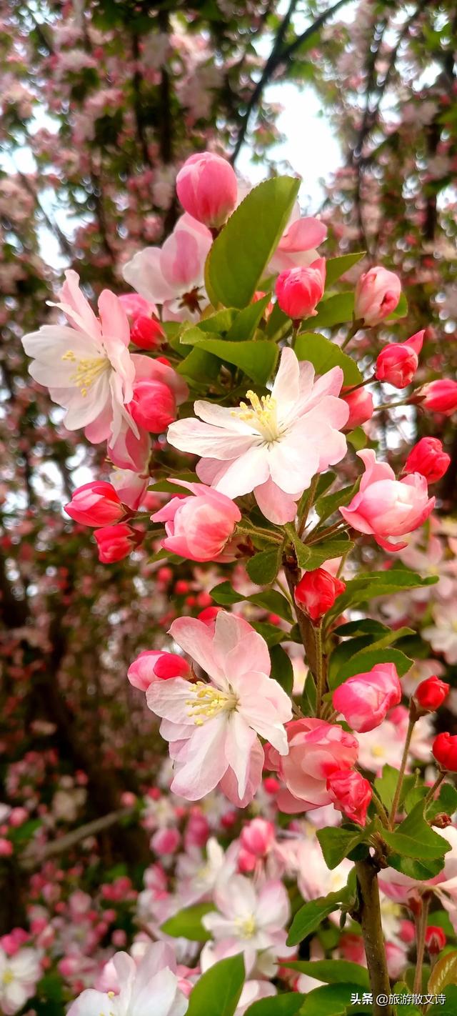 花开杨柳青