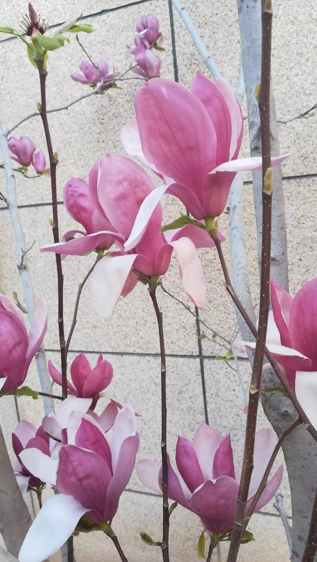 人间四月 花开的心绪［二首］