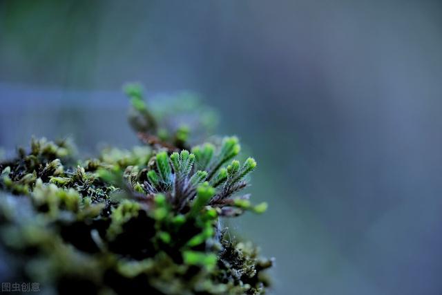 世界上最神奇的植物