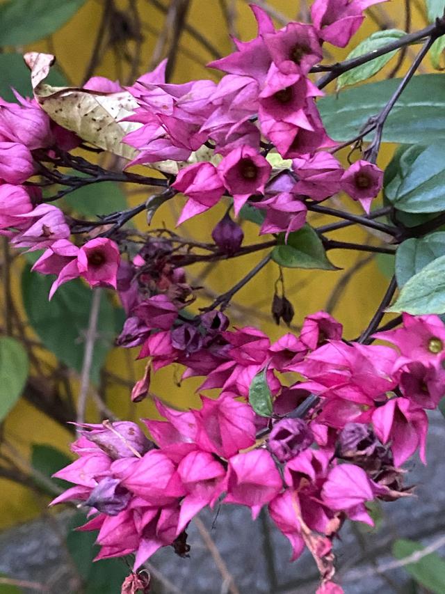红花龙吐珠