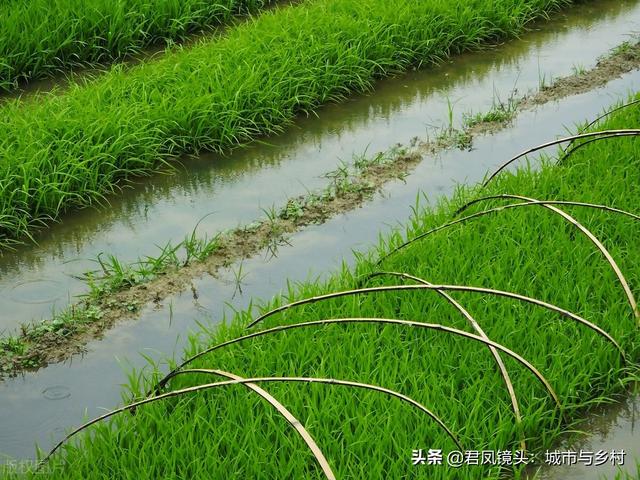 湖北宜昌：农民种植培育的水稻秧苗长势旺盛，绿色养眼