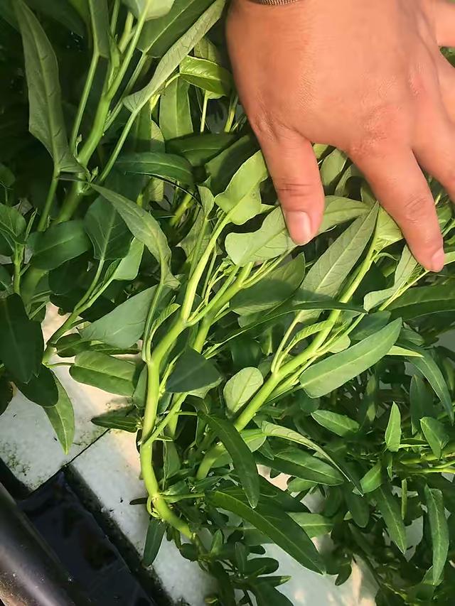 空心菜种植 空心菜种植（空心菜种植技术） 生活