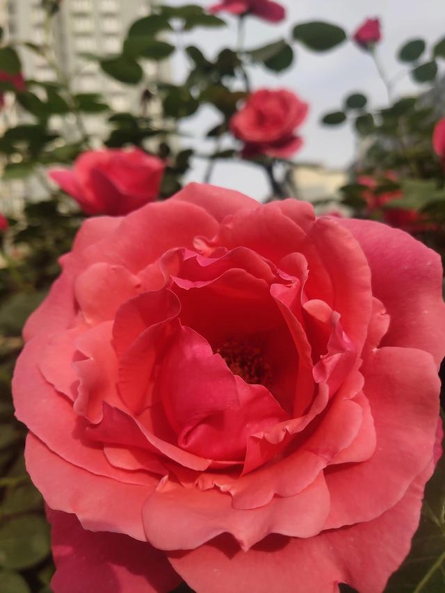 美丽的鲜花，姹紫嫣红，芬芳扑鼻，令人心情愉悦