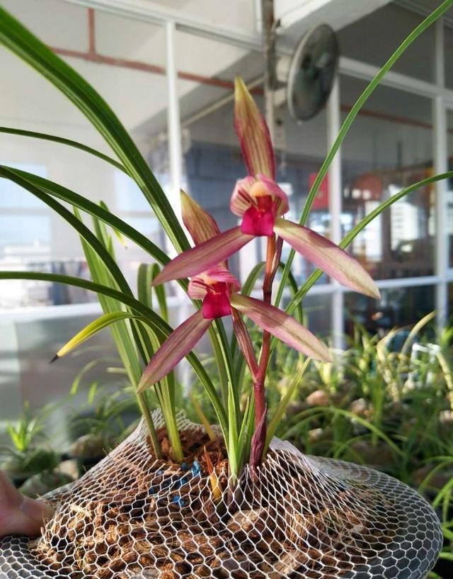 海芋花