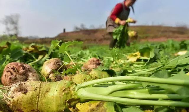 因一包酸菜，导致康师傅、统一流失数亿市值，严钦武到底什么来头