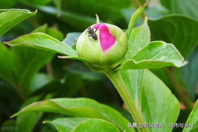 芍药花盛开，蚂蚁“赏花”流连忘返