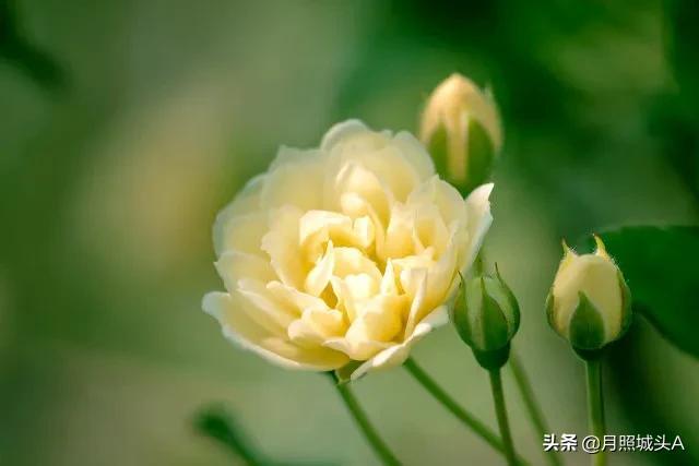 散文：阁中有旧书，窗下有草木