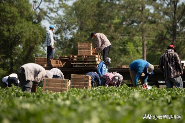 美国小麦亩产多少？与中国有何差距？为何说他抢了世界人民的饭碗20